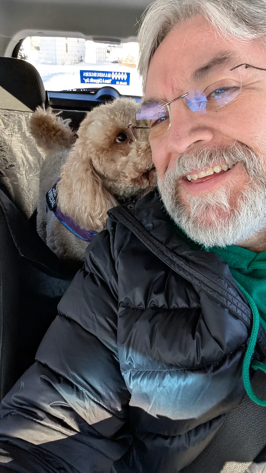Maddie the goldendoodle, February 2025