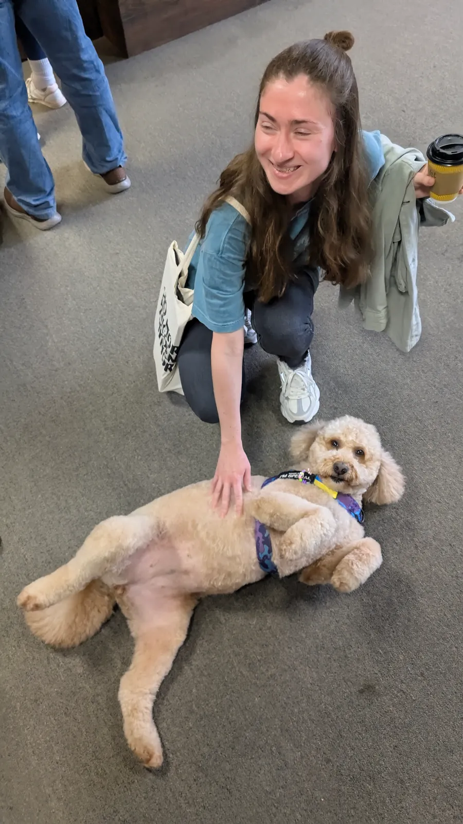 Maddie the goldendoodle, June 2025