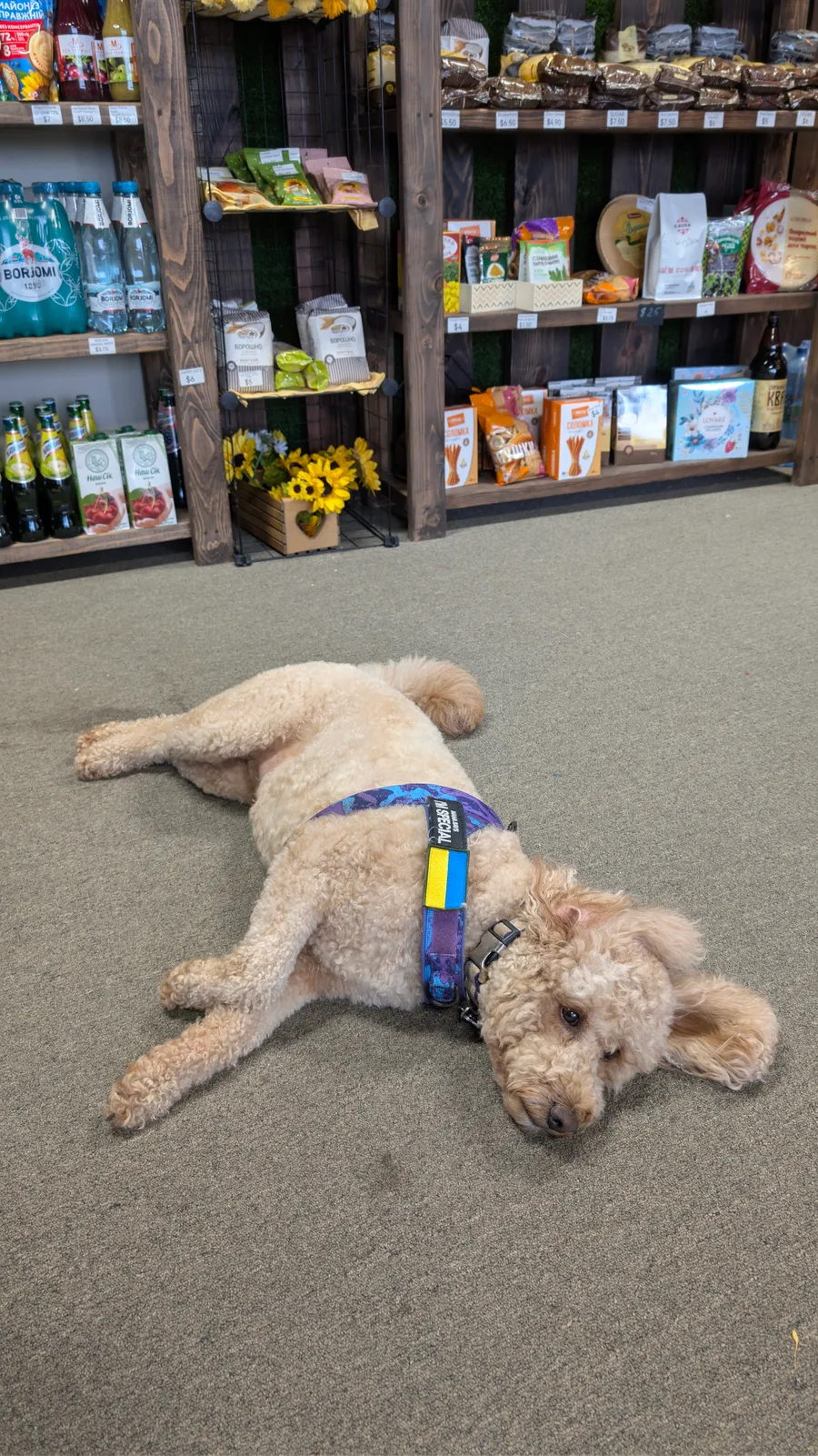 Maddie the goldendoodle, June 2025