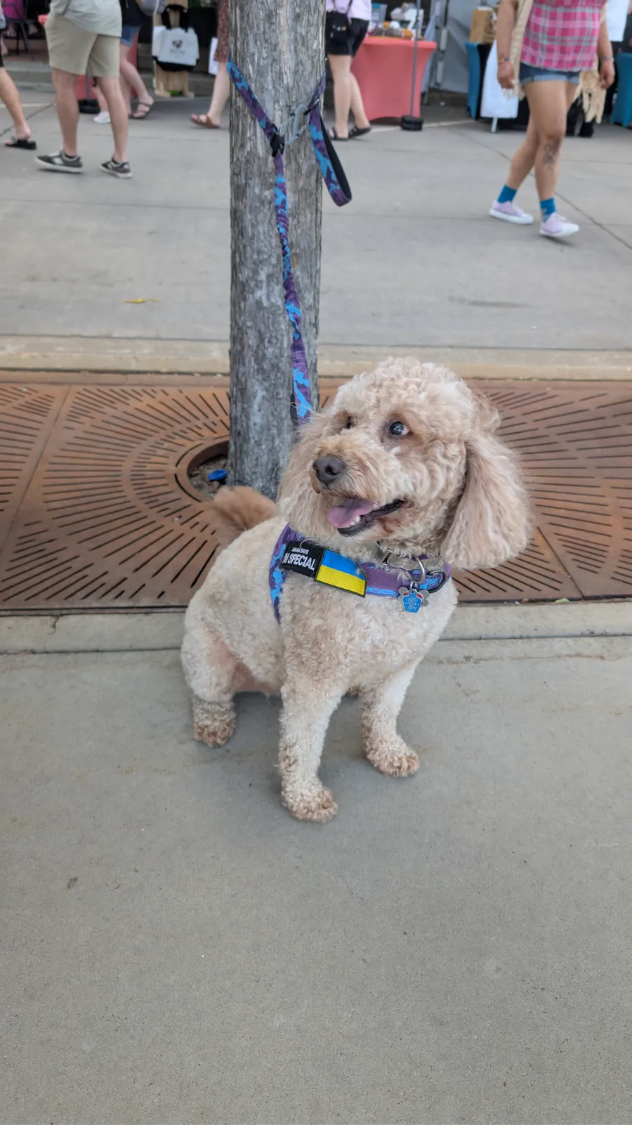 Maddie the goldendoodle, June 2025
