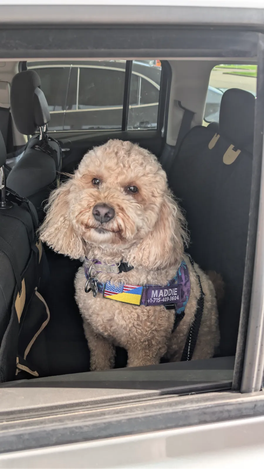 Maddie the goldendoodle, July 2025