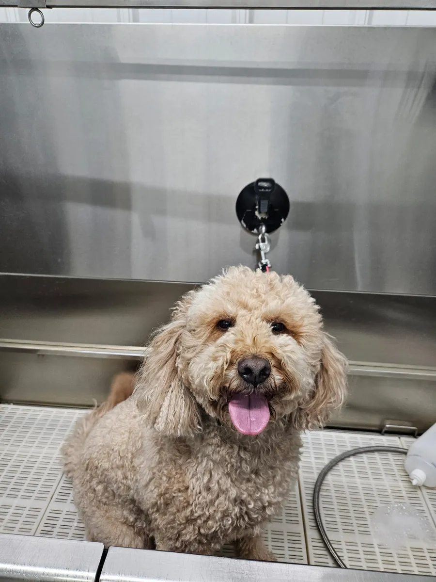 Maddie the goldendoodle, October 2025