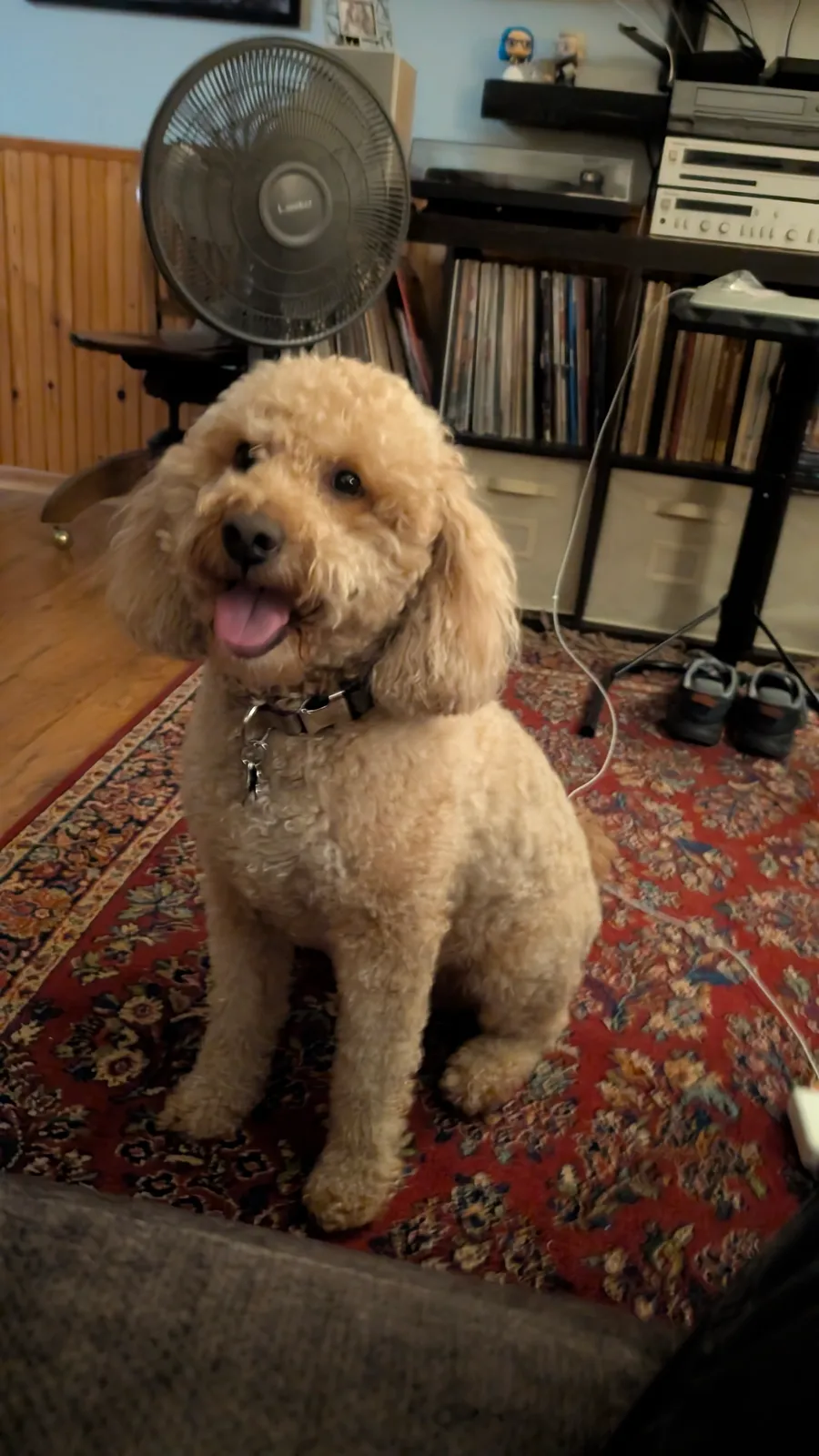 Maddie the goldendoodle, October 2025