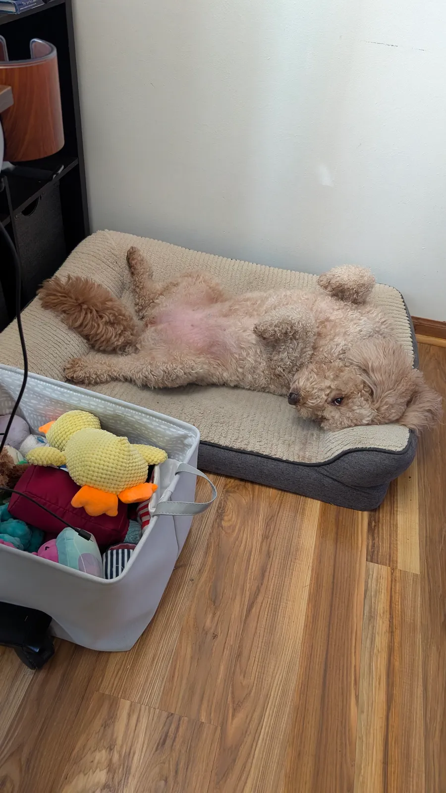 Maddie the goldendoodle, November 2025