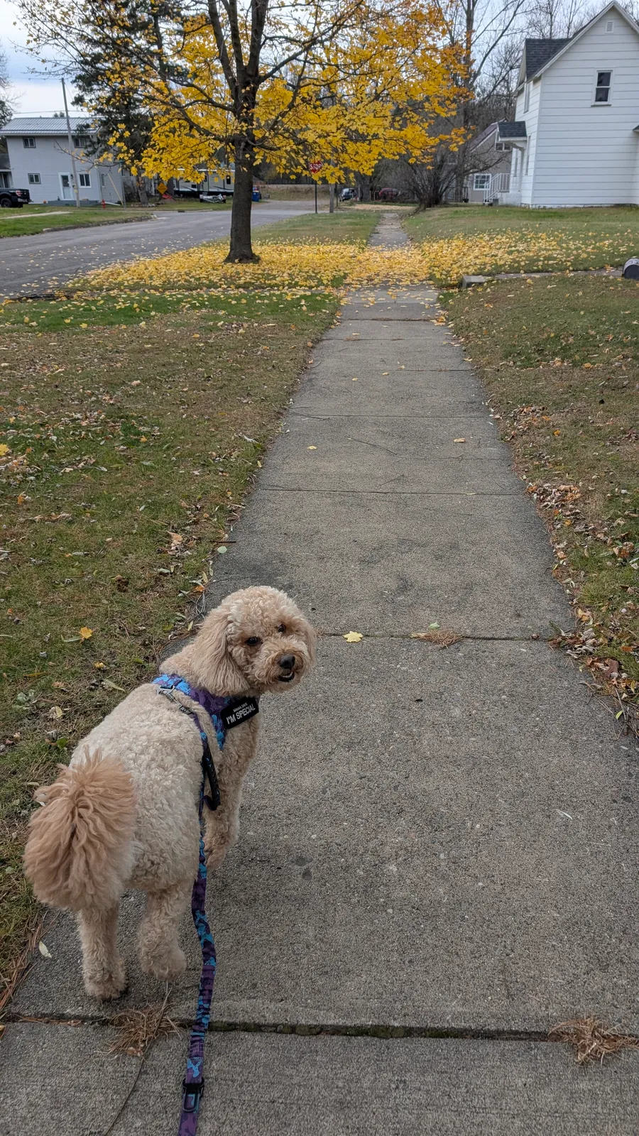 Maddie the goldendoodle, November 2025