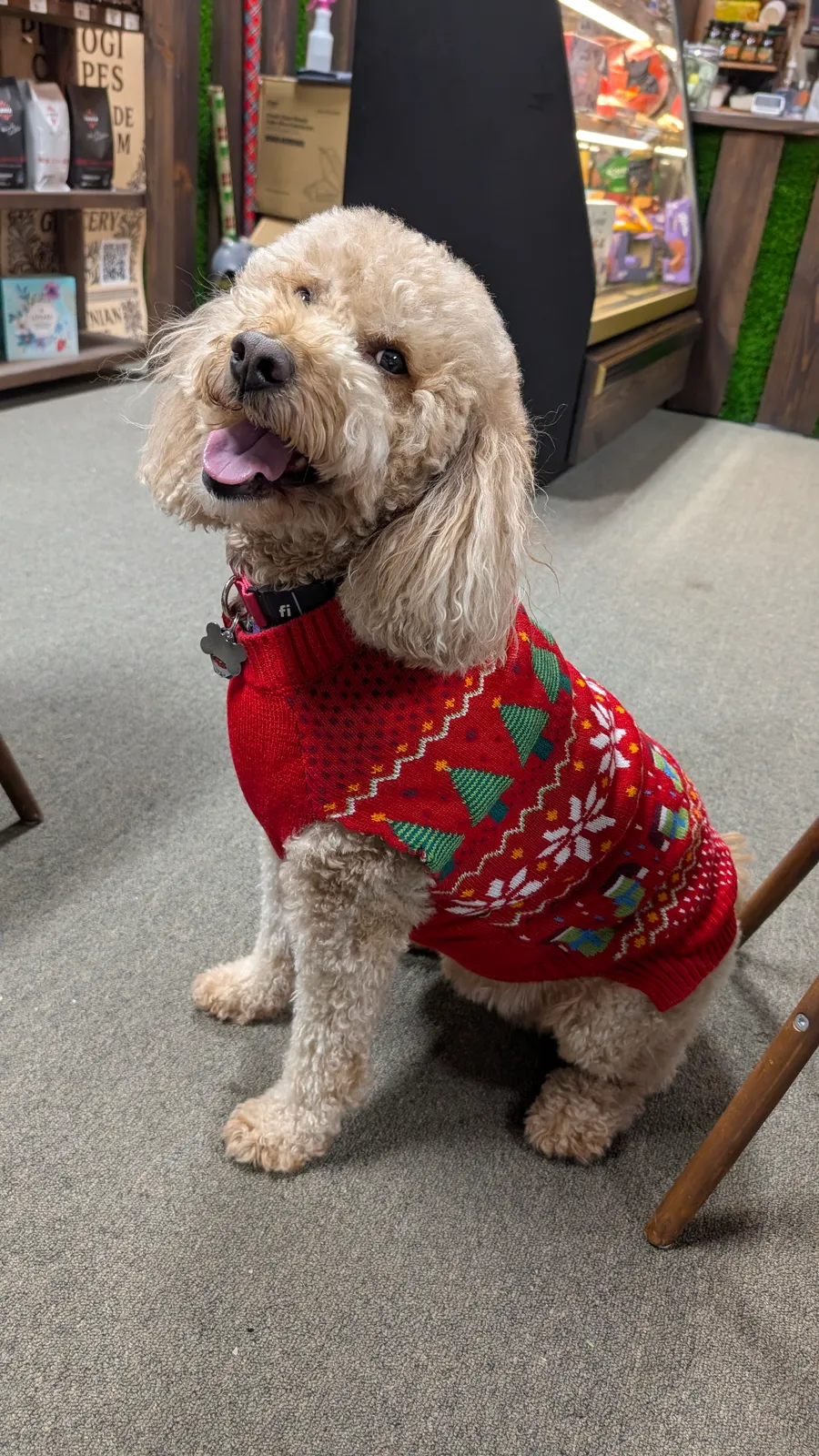 Maddie the goldendoodle, December 2025