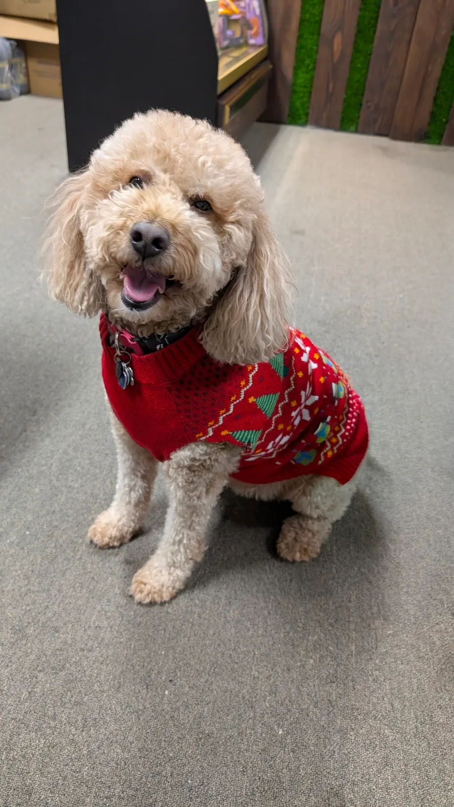 Maddie the goldendoodle, December 2025