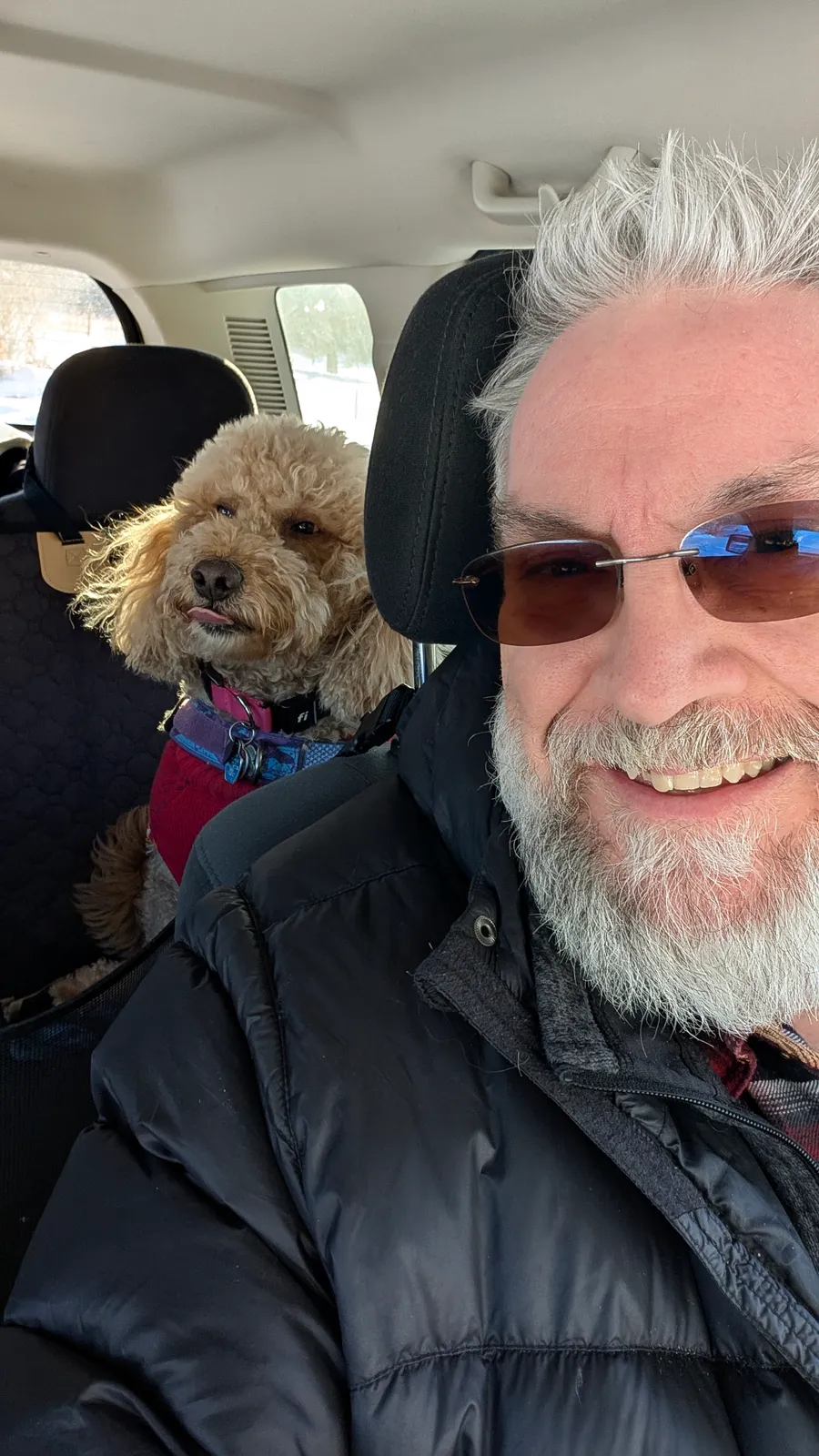 Maddie the goldendoodle, December 2025