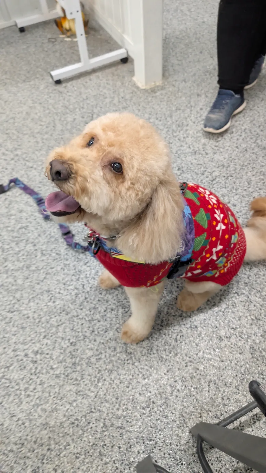 Maddie the goldendoodle, December 2025