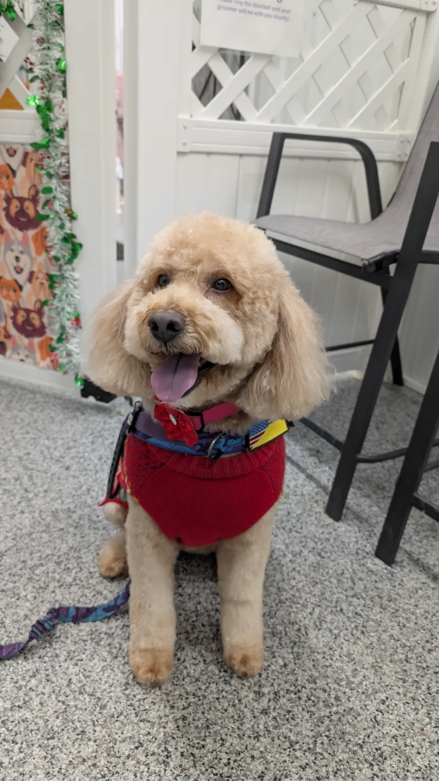Maddie the goldendoodle, December 2025