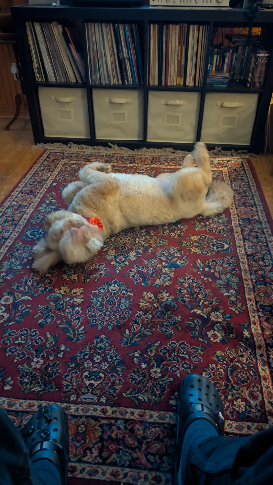 Maddie the goldendoodle, December 2025