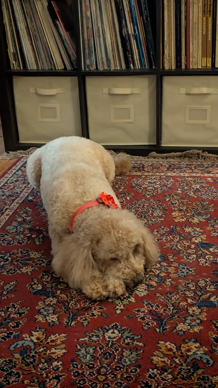 Maddie the goldendoodle, December 2025