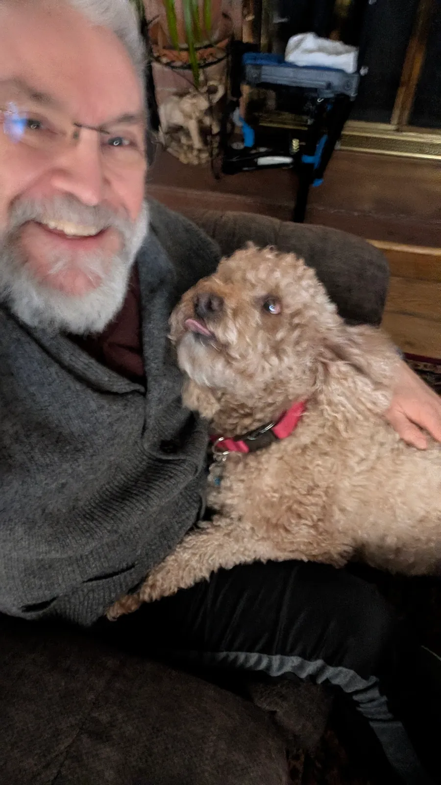 Maddie the goldendoodle, March 2026