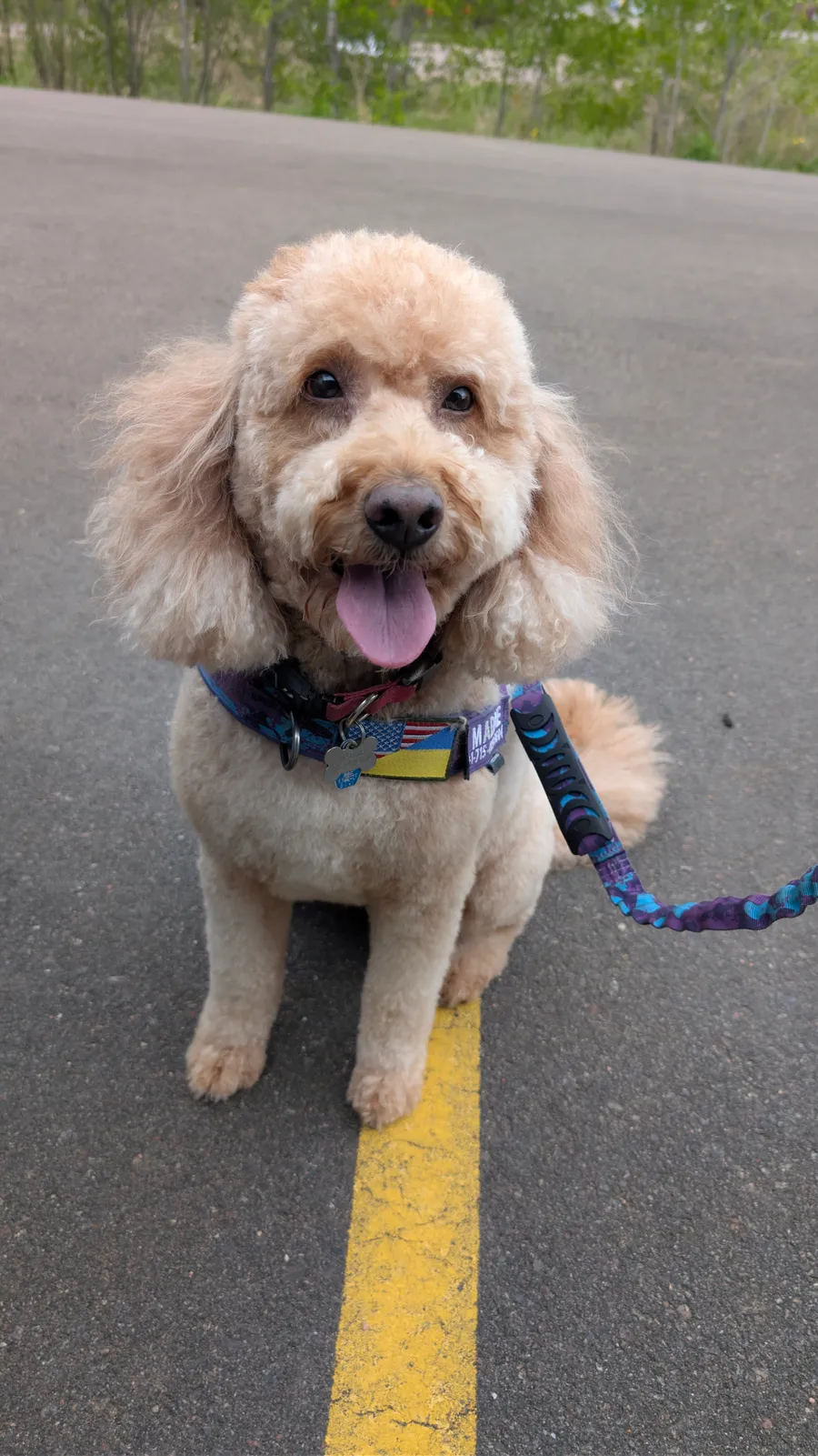 Maddie the goldendoodle, May 2026