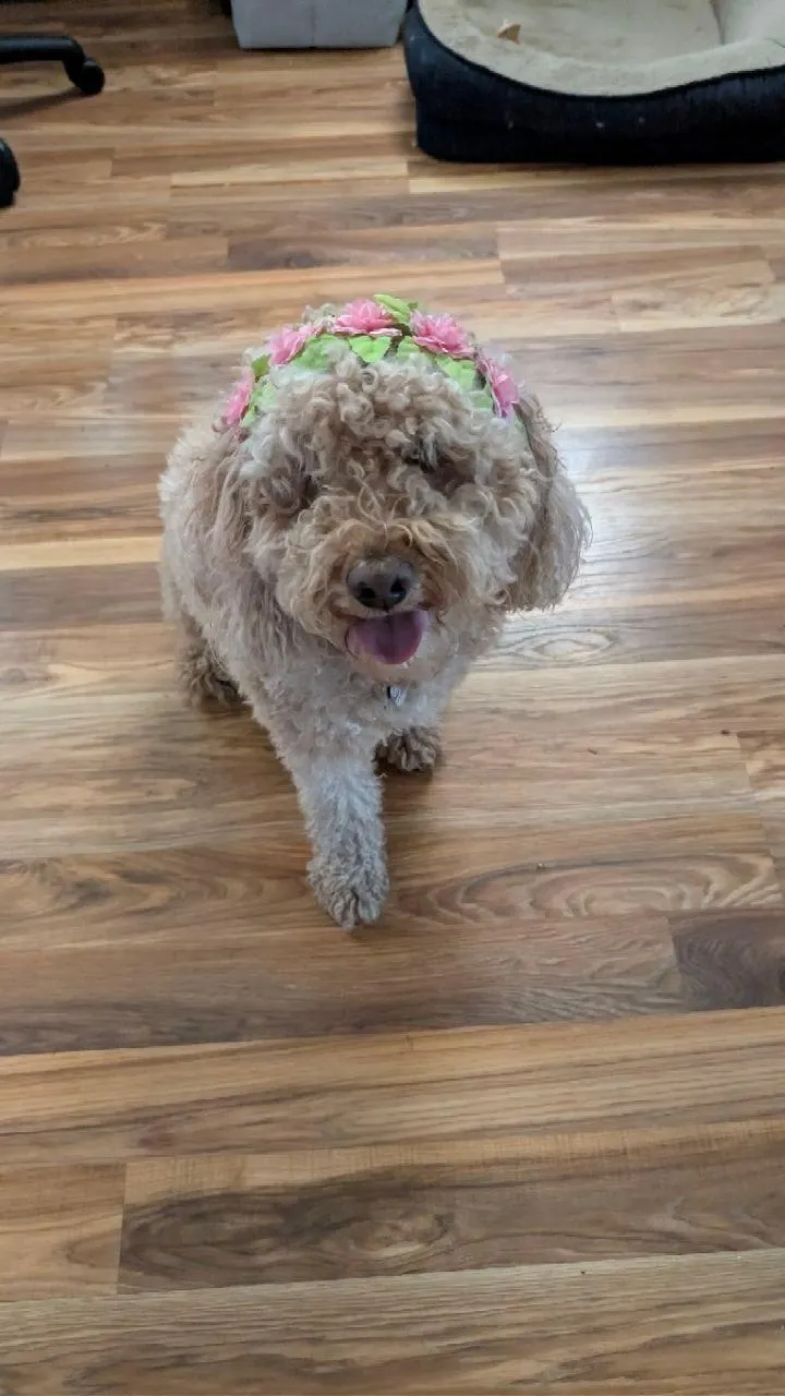 Maddie the goldendoodle